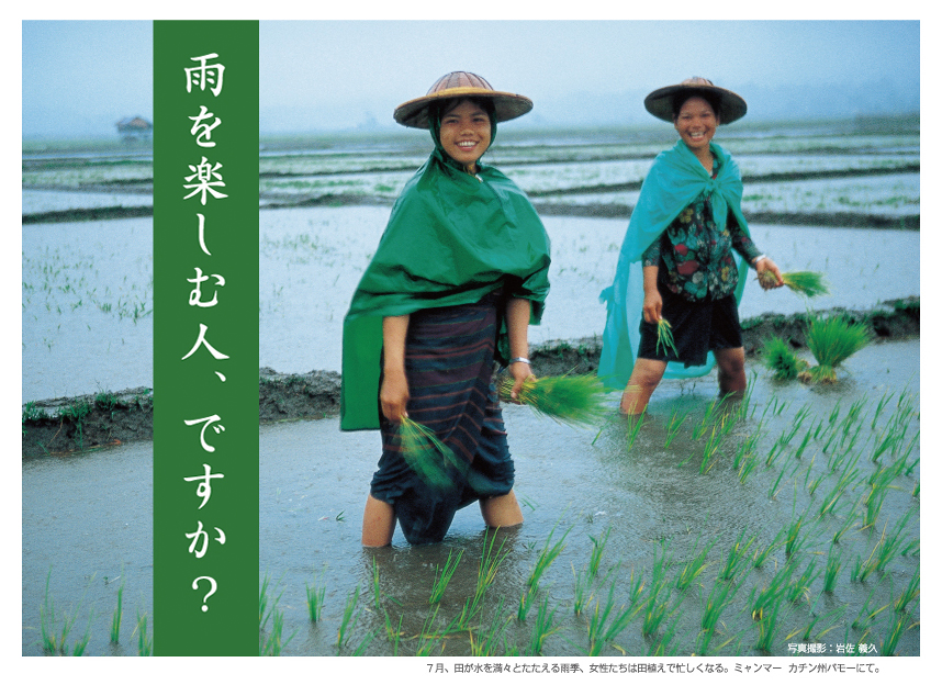 雨を楽しむ人、ですか? 7月、田が水を満々とたたえる雨季、女性たちは田植えで忙しくなる。シャンマー カチン州バモーにて。
